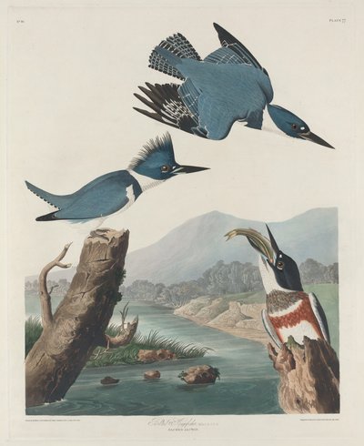 Belted Kingfisher by John James Audubon